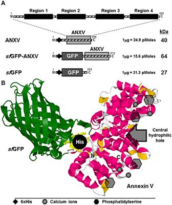 Characterization of Annexin V Fusion with the Superfolder GFP in Liposomes Binding and Apoptosis Detection